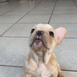 French Bulldog Puppies from MaFrenchiesBadandBoujee