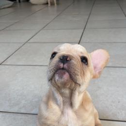 French Bulldog Puppies from MaFrenchiesBadandBoujee
