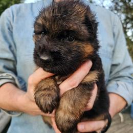 Boy 3 - male German Shepherd puppy in Columbus, Indiana from Stony Lonesome GSD
