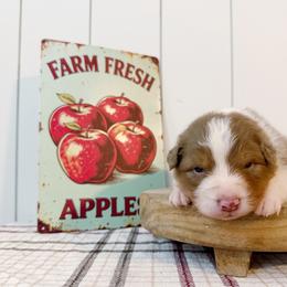 Cortland - Red tri-color male Australian Shepherd puppy in Kearney, Nebraska from Helix Aussies
