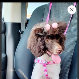 Lucy - Poodle