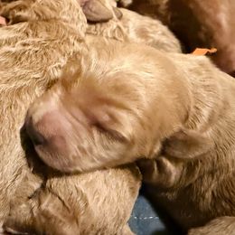 April - orange collar - Red  female Goldendoodle puppy in Puyallup, Washington from Dawnie’s Doodles