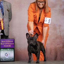 French Bulldogs and Great Danes from Treasure Wylie