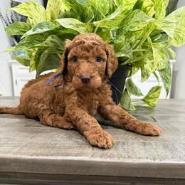 Purple - Red  female Goldendoodle puppy in Bakersfield, California from Lavish Doodles