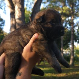 Minnie - Sable female German Shepherd puppy in Lincoln, Nebraska from Nebraska K9