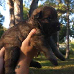 Minnie - Sable female German Shepherd puppy in Lincoln, Nebraska from Nebraska K9