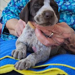 C - White and liver male German Shorthaired Pointer puppy in Glendive, Montana from Lazy Hearts Kennel