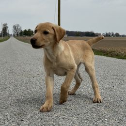 Laurie - Yellow Labrador Retriever puppy in Alger, Ohio from Osborne Family Retrievers
