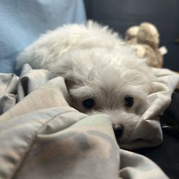 Lime - White male Maltese puppy in Clover, South Carolina from Cudi’s Buddies