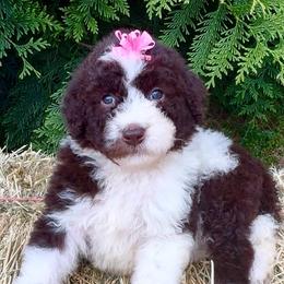 Ivy - Brown and white female Aussiedoodle puppy in Denton, Maryland from Royal Conron Doodles