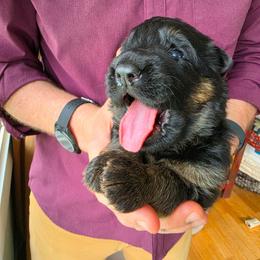 Encore - Black and red male German Shepherd puppy in Columbus, Indiana from Stony Lonesome GSD