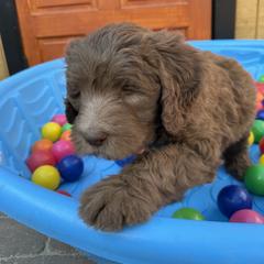 Saint Berdoodle Puppies from Gentle Giant Saint Berdoodles