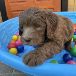 Saint Berdoodle Puppies from Gentle Giant Saint Berdoodles
