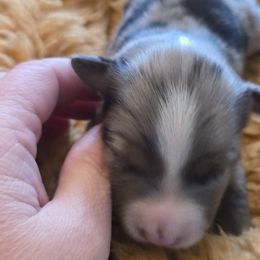 Miniature Australian Shepherds from Tails and No Tails Salty Aussie Farms