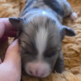 Miniature Australian Shepherds from Tails and No Tails Salty Aussie Farms