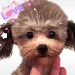 Tinnie - Maltipoo