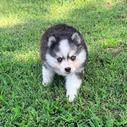 Jill's black and white girl - Black and white female Pomsky puppy in Enid, Oklahoma from Mile Hi Pomskies