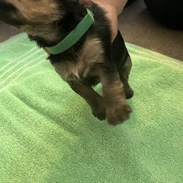 Boy 1 - Yorkshire Terrier puppy from Huntington Yorkies