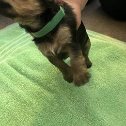 Boy 1 - Yorkshire Terrier puppy from Huntington Yorkies