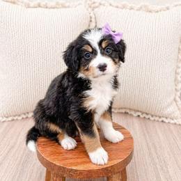 Hailey - Tri-color female Bernedoodle puppy in Ormond Beach, Florida from Florida Coast Doodles