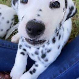 Dalmatian Puppies from Whispered Spots Dalmatians
