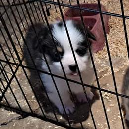 Pembroke Welsh Corgis from Pals Corgis
