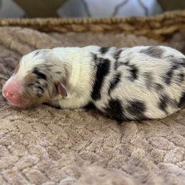 Girl 4 - Blue merle female Australian Shepherd puppy in Volant, Pennsylvania from Addie's Aussies