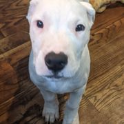 Dogo Argentino Puppies from De la Fuerza de Dios