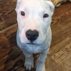 Dogo Argentino Puppies from De la Fuerza de Dios
