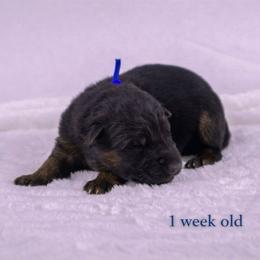 Blue collar - Black and red male German Shepherd puppy in Plumas Lake, California from Zwinger Vom Greifjäger
