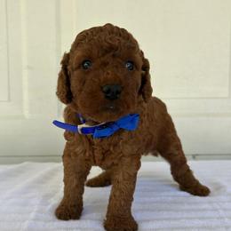 Arlo - Red  male Goldendoodle puppy in Germantown, Maryland from Honey Blossom Doodles