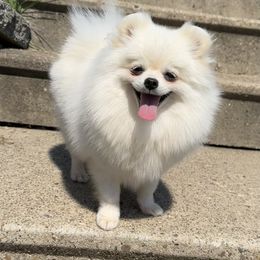 Tilly - Pomeranian