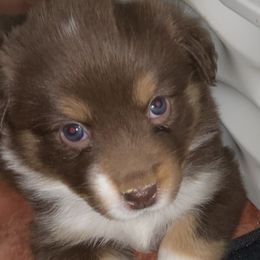 Miniature Australian Shepherd Puppies from River Valley Aussies