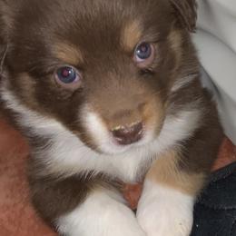 Miniature Australian Shepherd Puppies from River Valley Aussies