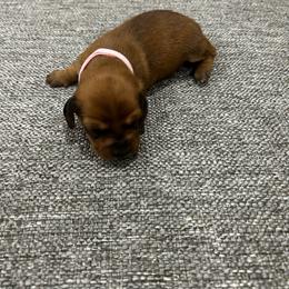 Girl 3 - Red female Dachshund puppy in Miami, Florida from Marble Dachshunds