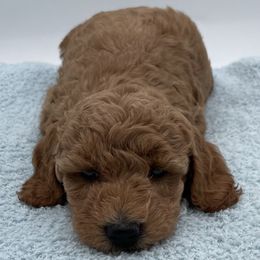 Rudy - Red  male Goldendoodle puppy in Kansas City, Kansas from Bella & Ivy’s Mini Goldendoodles of KC