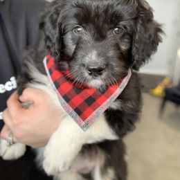 Aussiedoodle Puppies from North 40 Aussiedoodles