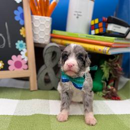 Blake - Merle male Sheepadoodle puppy in Willacoochee, Georgia from Kitandkboodle's Doodles