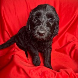 Cream - Goldendoodle puppy from Mount Doodles