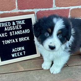 Black tri - Acorn - Black tri-color female Australian Shepherd puppy in Cotati, California from Tried and True Aussies