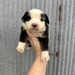 BTF 1 - Black tri-color female Australian Shepherd puppy in Cushing, Oklahoma from Midwest Aussies