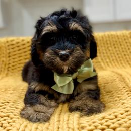 Snickers The Ultra Mini Bernedoodle Tri-Color - Tri-color male Bernedoodle puppy in Herriman, Utah from Rose Canyon Doodles