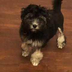 Lowchen Puppies from Ashford Kennel