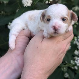 Jessie - Gold and white female Shihpoo puppy in Coshocton, Ohio from Forever Family Puppies