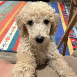 Aussiedoodles and Poodles from Deaton's Oodles of Doodles & Poodles