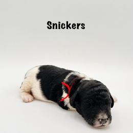 Snickers - Phantom male Goldendoodle puppy in Milford, Pennsylvania from Doodles Are Golden
