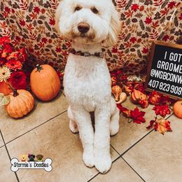 Goldendoodle and Shihpoo Puppies from Stormie's Doodles