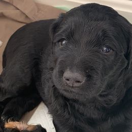 Girl 1 - Bernedoodle puppy in Berryville, Virginia from Hazel the Bernedoodle