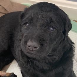 Girl 1 - Bernedoodle puppy in Berryville, Virginia from Hazel the Bernedoodle