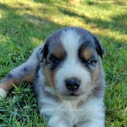Reckless - Blue merle male Miniature Australian Shepherd puppy in Muskogee, Oklahoma from Tagalong Lane Australian shepherds
